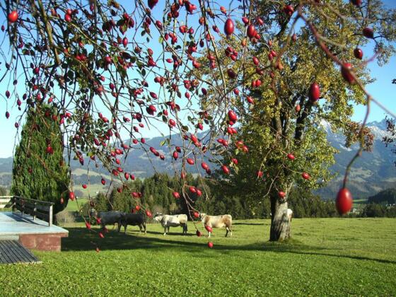 Ruhige Lage in Obermühlegg_Biolandhof Schwegler