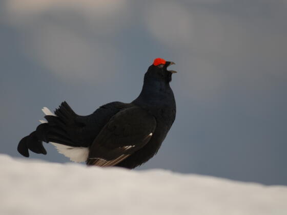 Birkhuhn - Störempfindliche Art im Wald-Wild-Schongebiet