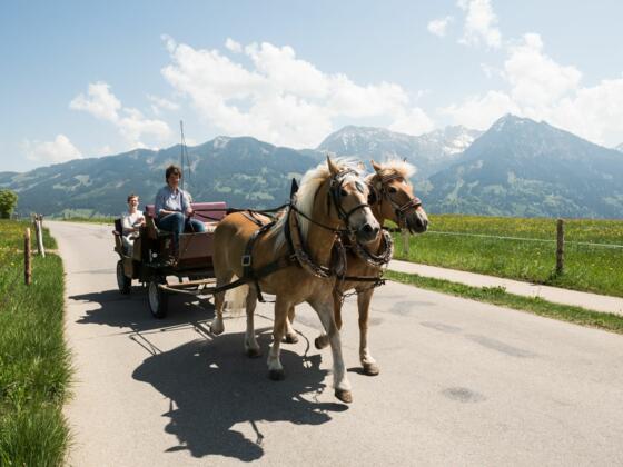 Genießen Sie eine angenehme Kutschfahrt mit Frau Müller aus Oberdorf bei Obermaiselstein
