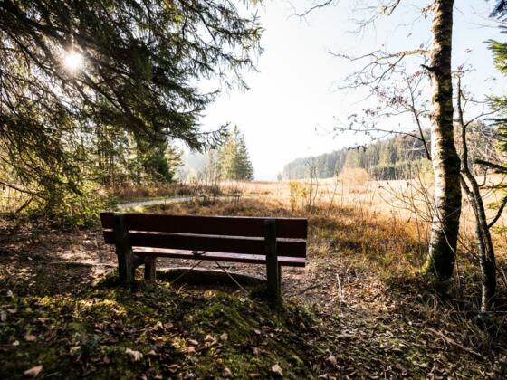 Herbst am Tiefenberger Moos