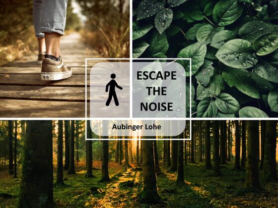 Feierabend-Spaziergang: Aubinger Lohe