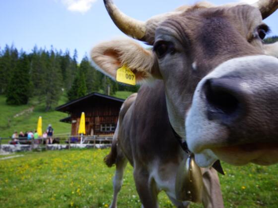 Jungrind an der Jägerhütte