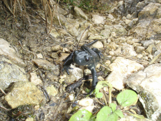 Alpensalamander Nummer 3 - Am Ende des Tages waren es 6