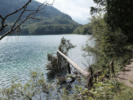 Blick über den Alpsee