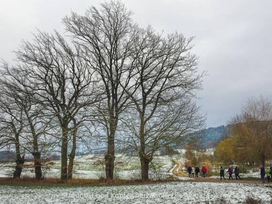 Kopfeichen und Steuobstwiesen am Hetzleser Berg
