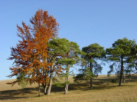 Magerrasen in Weltenburg