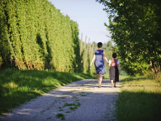 Wanderung auf dem Erlebnispfad Hopfen und Bier rund um Mainburg