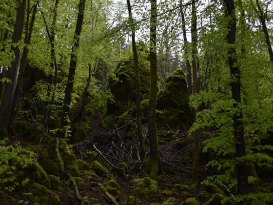im Zauberwald zwischen Burggaillenreuth und Wohlmannsgesees