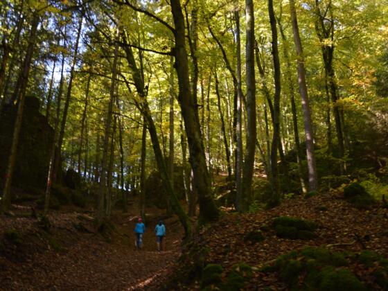 Im mystischen Wald am Druidenhain