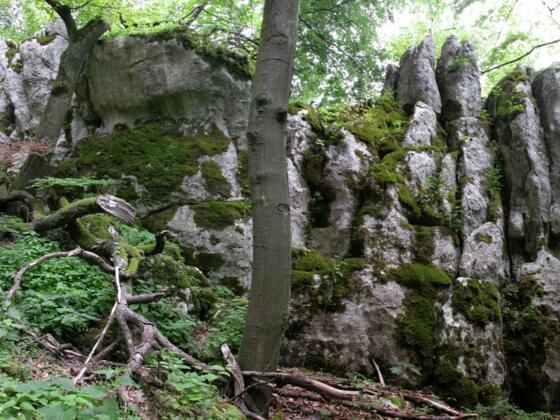 Naturschutzgebiet Klamm im Altmühltal bei Riedenburg