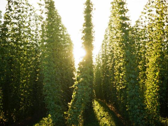 Sonnenuntergang im Hopfengarten