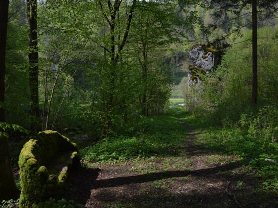 Aus dem Wiesenttal durch den Schluchtwald