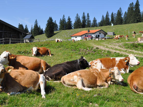 Auf dem Riesenplateau - gemütlich geht's her