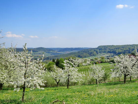 Kirschblüte am Hetzles