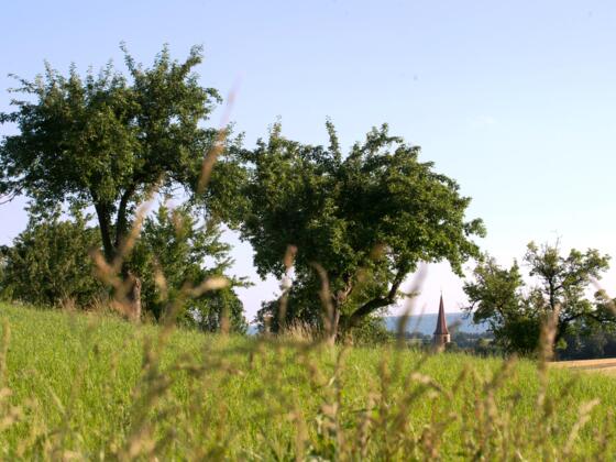 Grüne Wiese, mehrere Bäume und ein strahlend blauer Himmel.