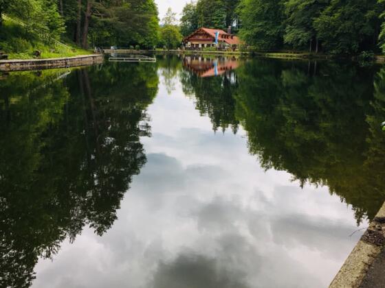 Mittersee mit Waldwirtschaft im Hintergrund