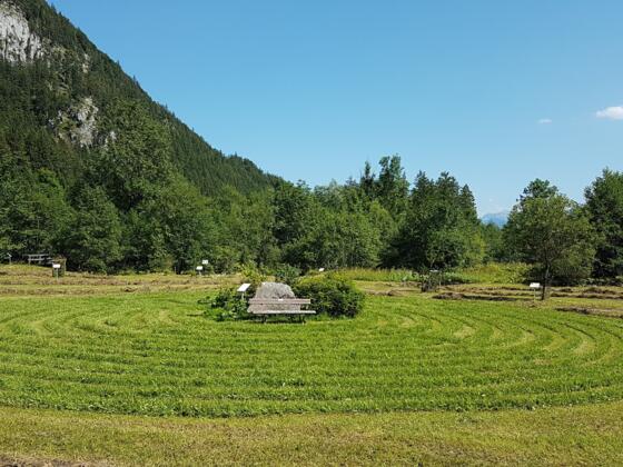 Keltischer Baumkreis