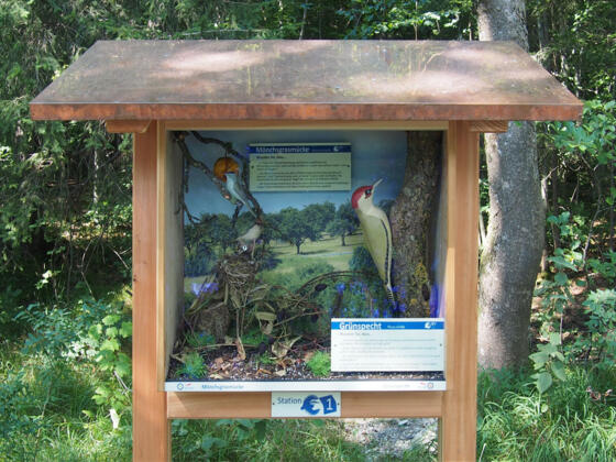 Mönchsgrasmücke und Grünspecht