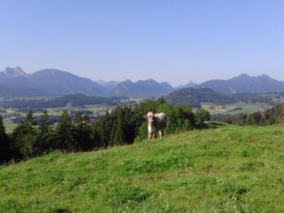 Alpvieh vor Bergpanorama