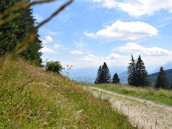 Flora entlang des Wanderweges zur Kappeler Alp