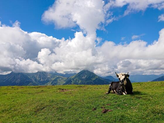 Schumpen auf den Bergwiesen am Schönkahler