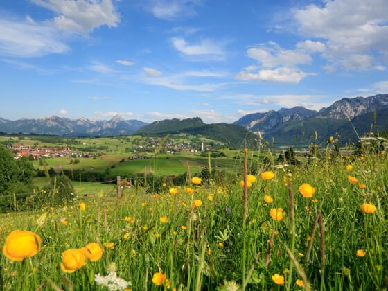 Ausblick vom Bergwiesenpfad auf Pfronten