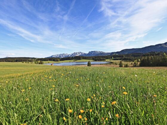 Attlesee mit Löwenzahn