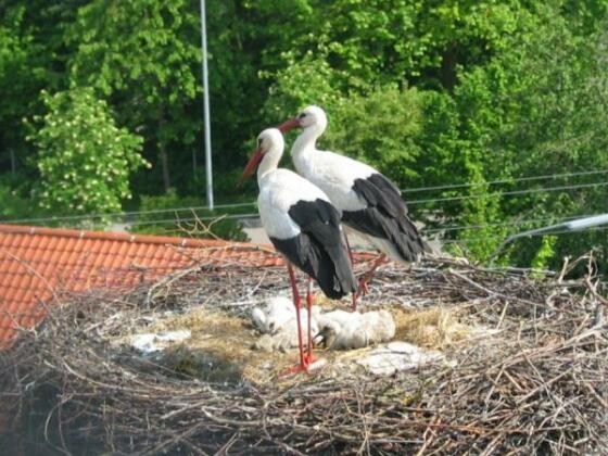 Störche in Pfaffenhausen