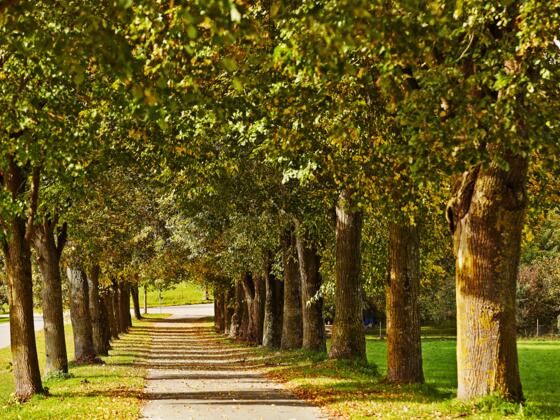 Alte Bäume und Alleen