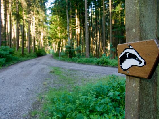 Wegemarkierung Walderlebnispfad