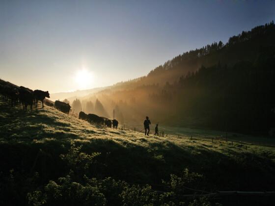 Viehscheid in Gunzesried