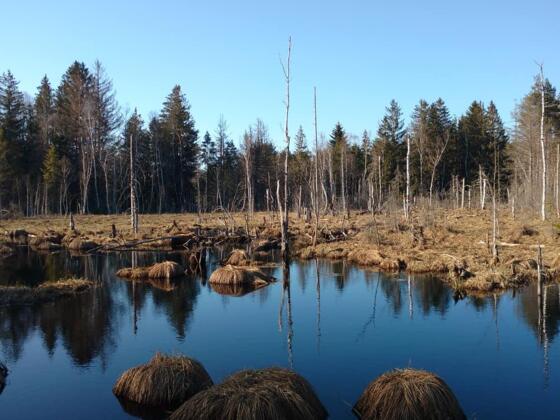 Gewässer im Werdensteiner Moos