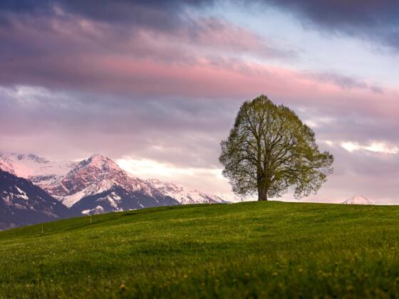 Wittelsbacher Höhe im Abendlicht