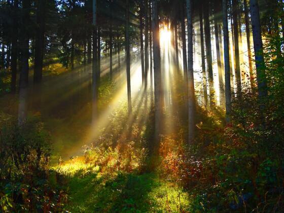 Sonnenlicht dringt durch den dichten Wald