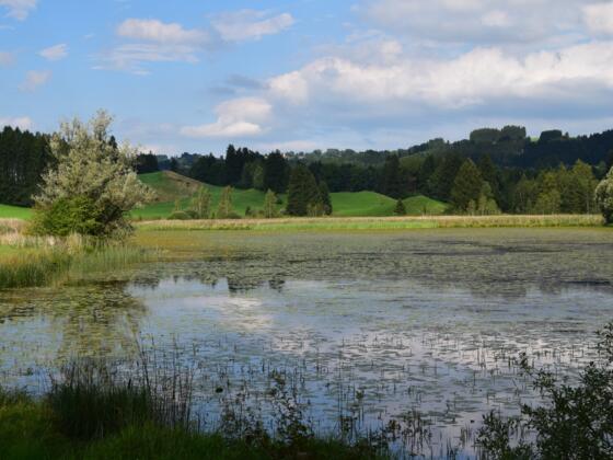 Widdumer Weiher