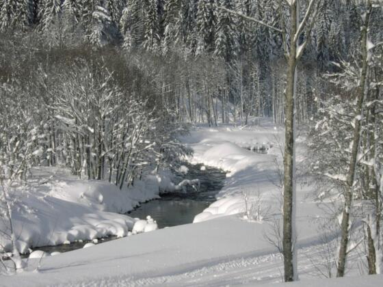 Winterwandern am Bolgenachweg