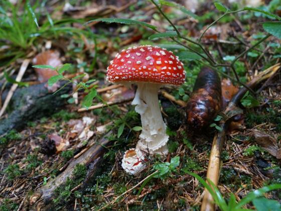 Fliegenpilz im Tiefenberger Moos