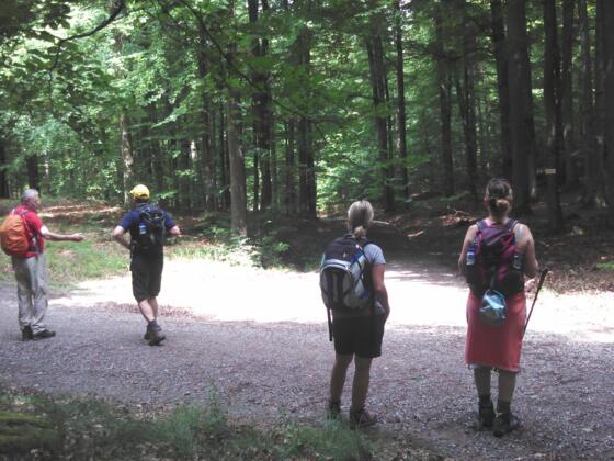 Weggabelung bei Baummarkierung Spechtsruf