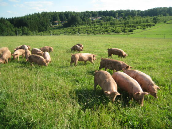 Schweineherde in Freilandhaltung