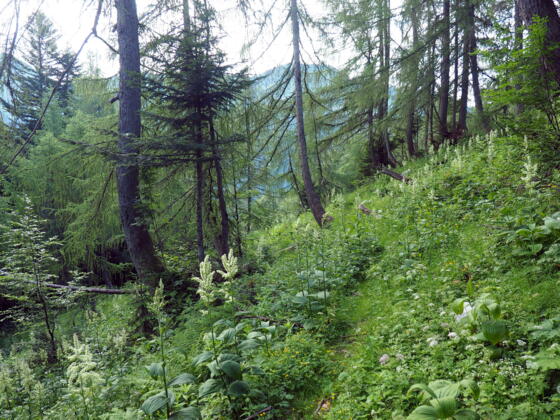 Schneidhofgraben um 1240m