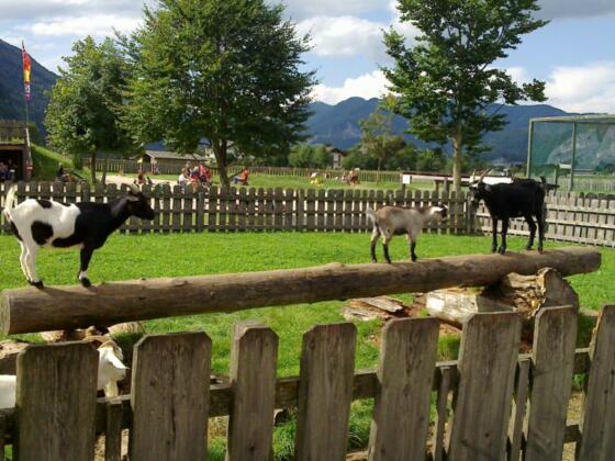 Dorf der Tiere Abersee