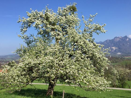 Blick auf Brannenburg