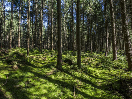 Wandern im Chiemsee-Alpenland