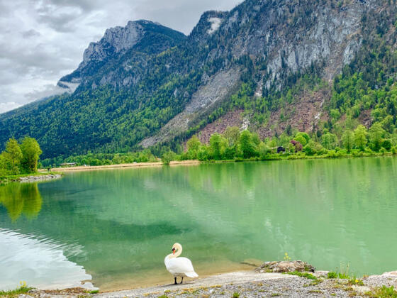 Kieferbach mündet in den Inn