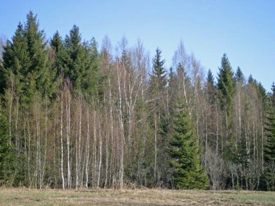 Moorbruchwald - Naturschutzgebiet