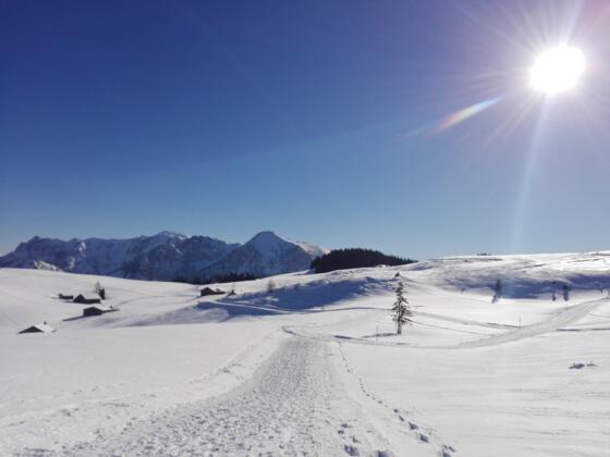 Blick auf den Braunedelkogel