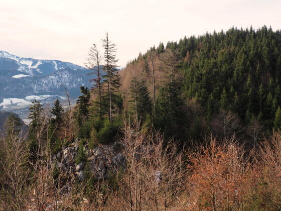 Kesselkopf 928m von Osten