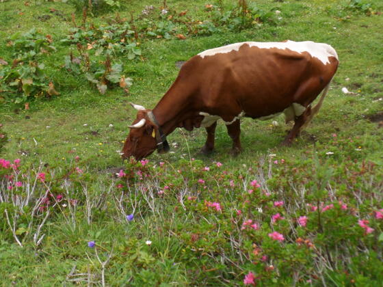 Kuh auf der Gsengalm