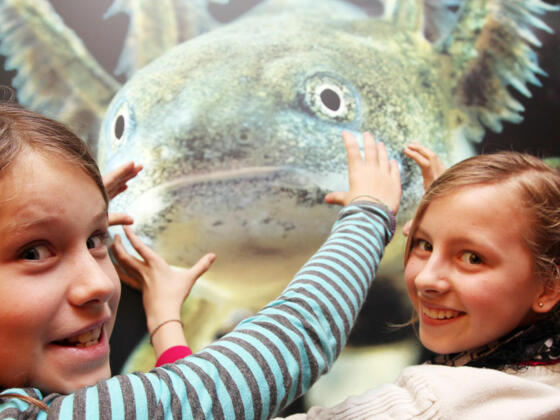 Abenteuer Museum Haus der Natur Salzburg