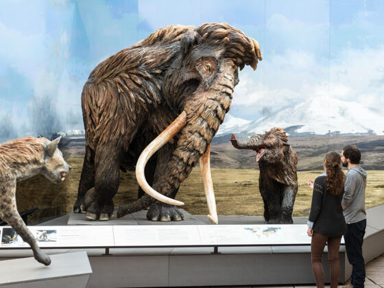DIE Charaktertiere der Eiszeit: Mammuts